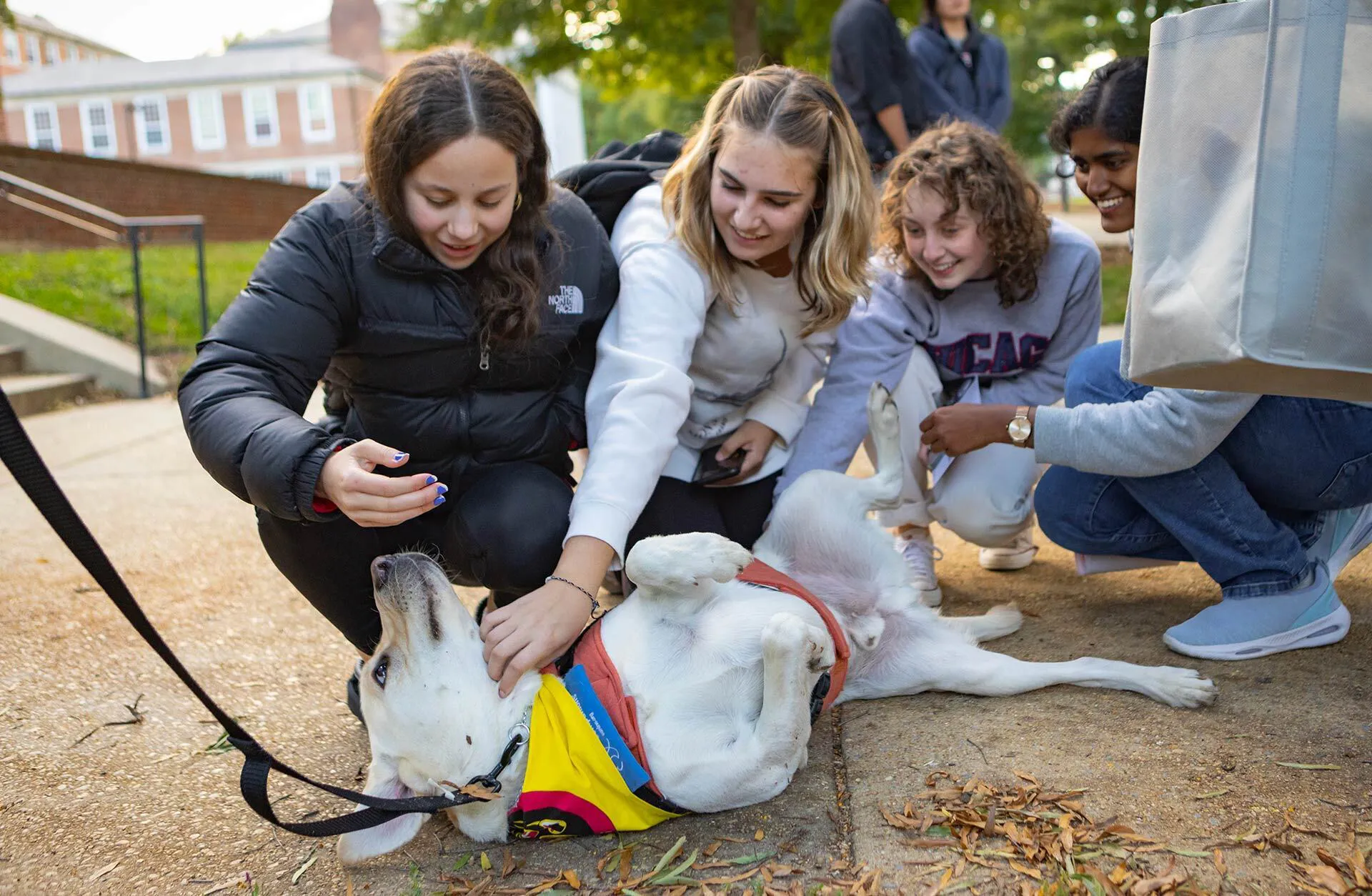 four young women pet a dog