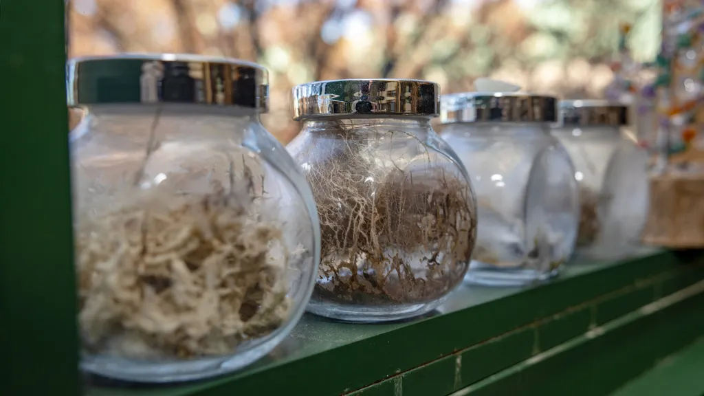 Dead moss in four glass jars on a windowsill