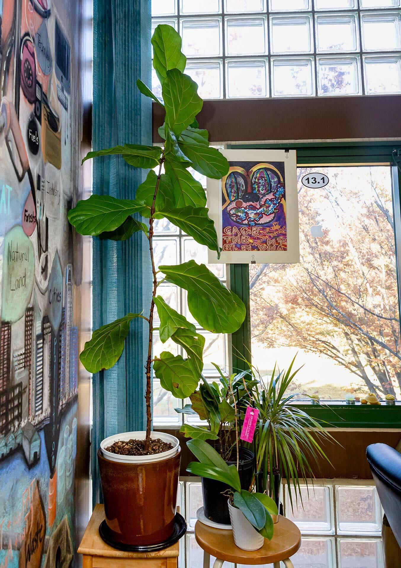 Plants and a drawing in front of a bright window