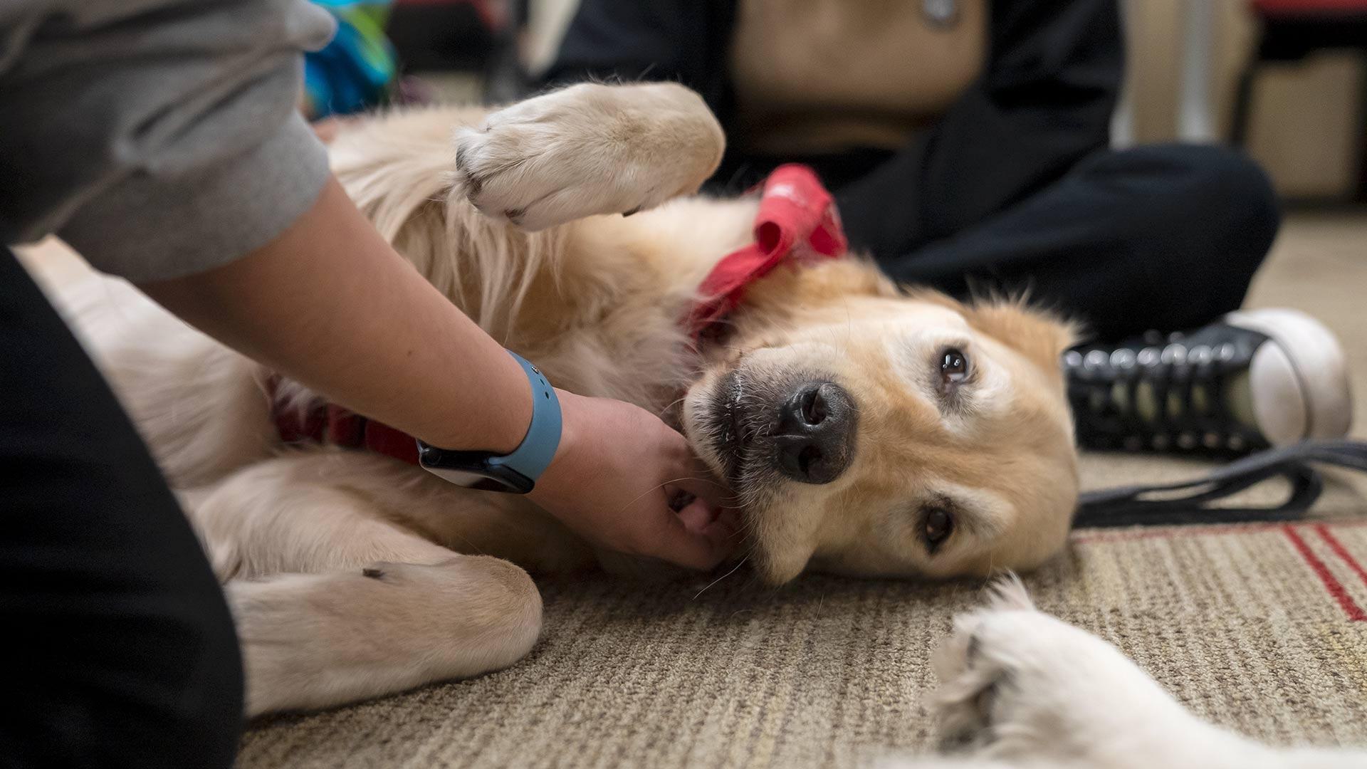 golden retriever lies on floor
