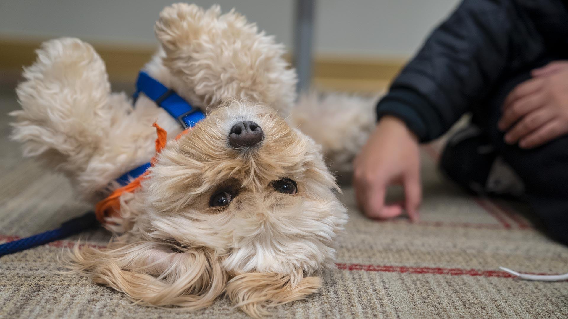 curly-haired Cavachon lies on back