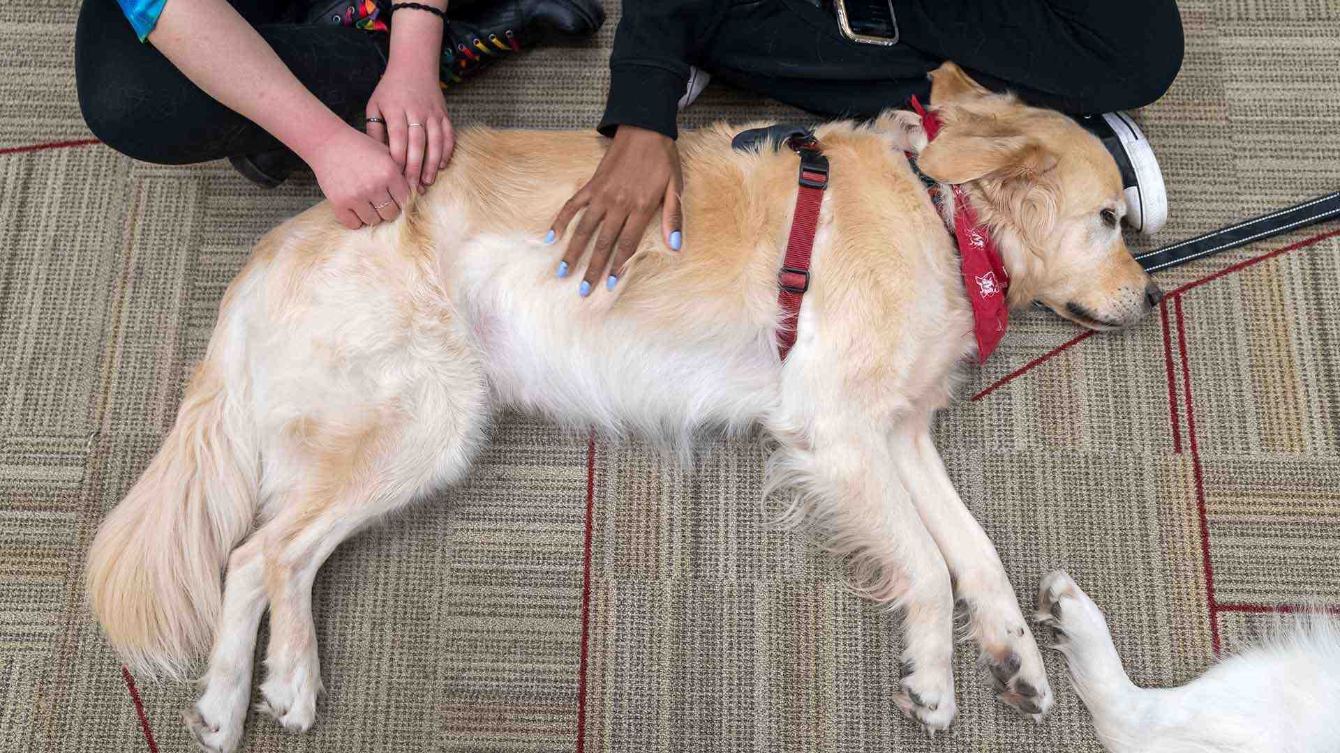 golden retriever lies on ground as students pet him