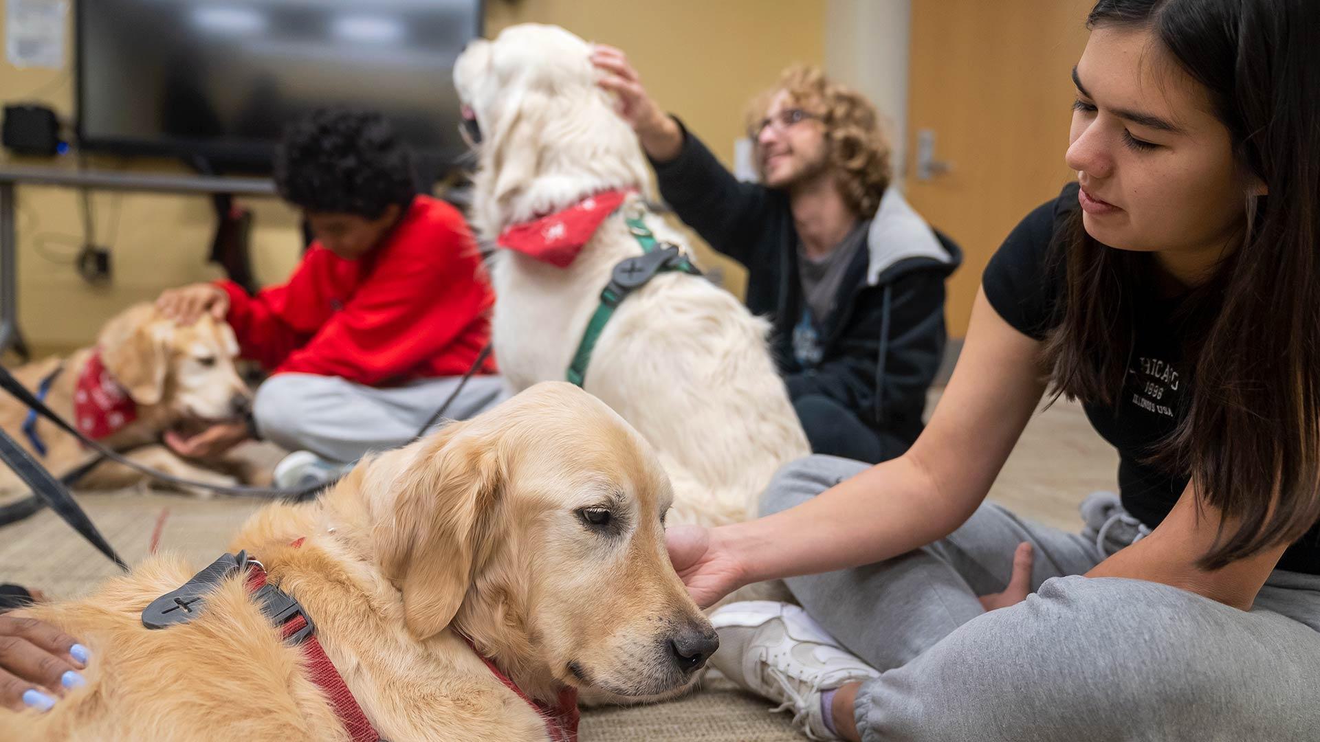 students pet golden retrievers