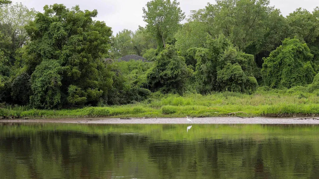 egret near river