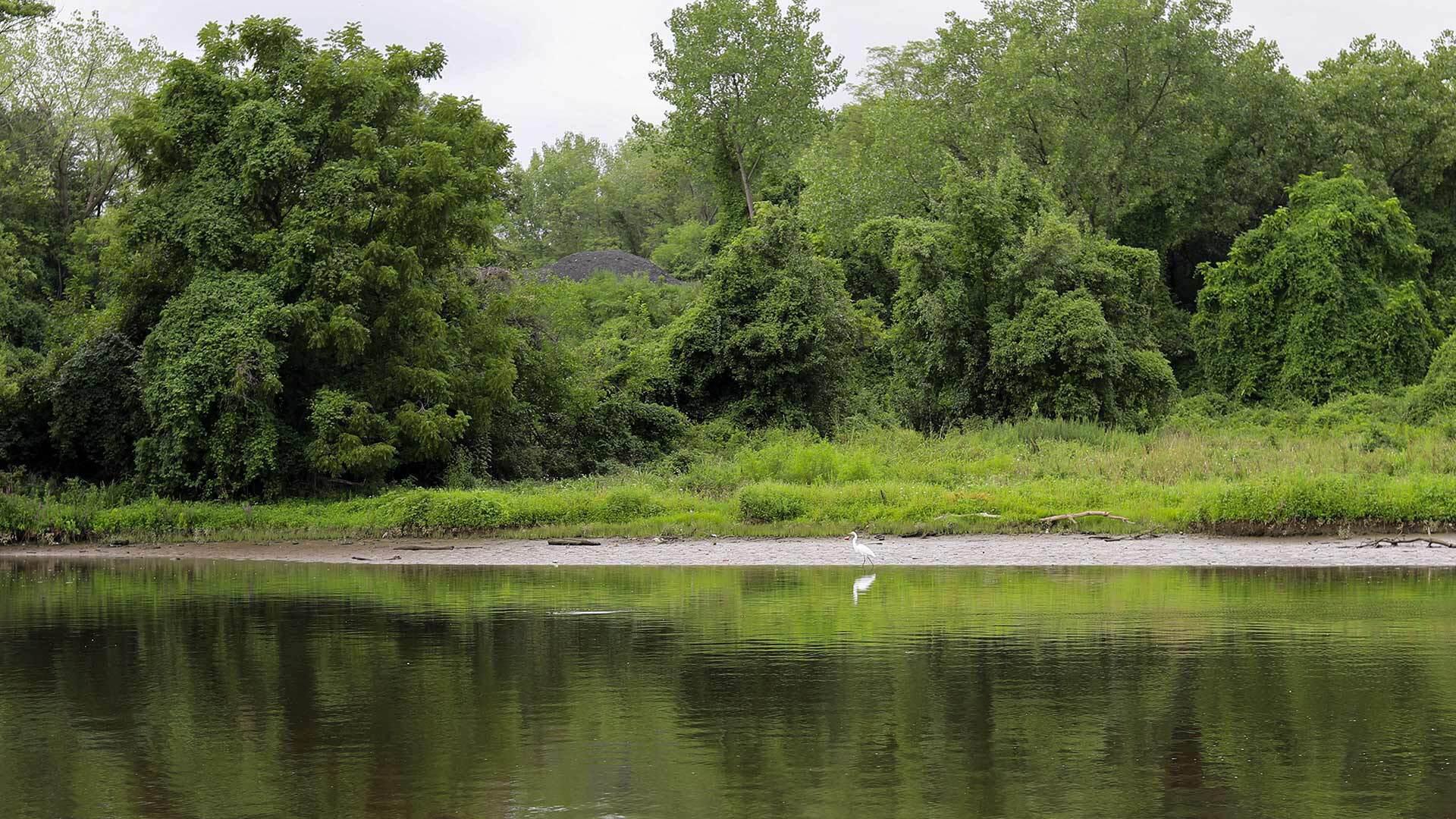 egret near river