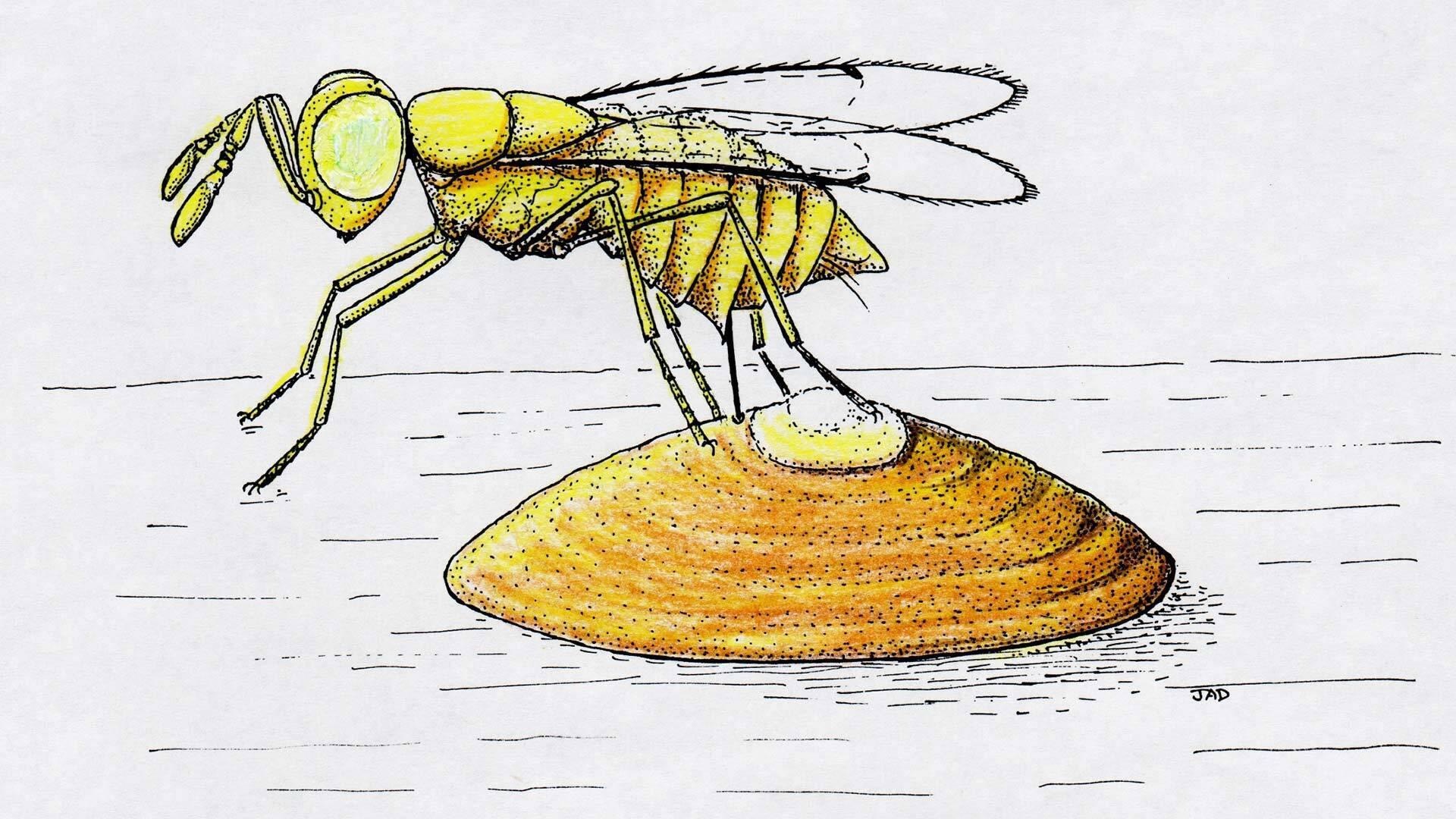 armored scale parasite illustration