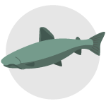 Catfish illustration
