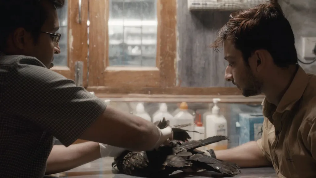 brothers nurse bird back to health in their home