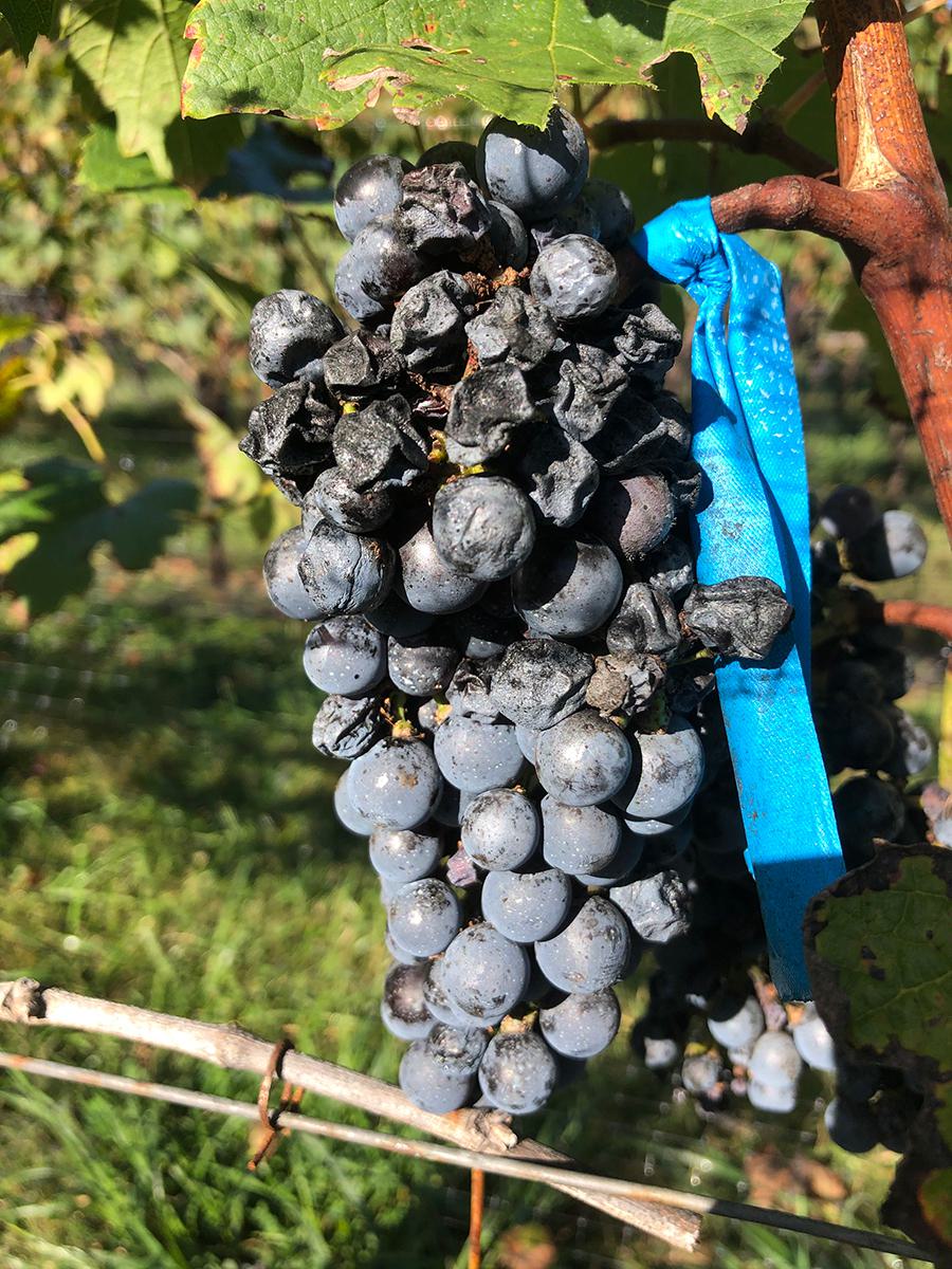 shriveled grapes