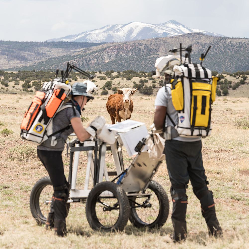 two astronauts perform simulated moonwalk as cow watches
