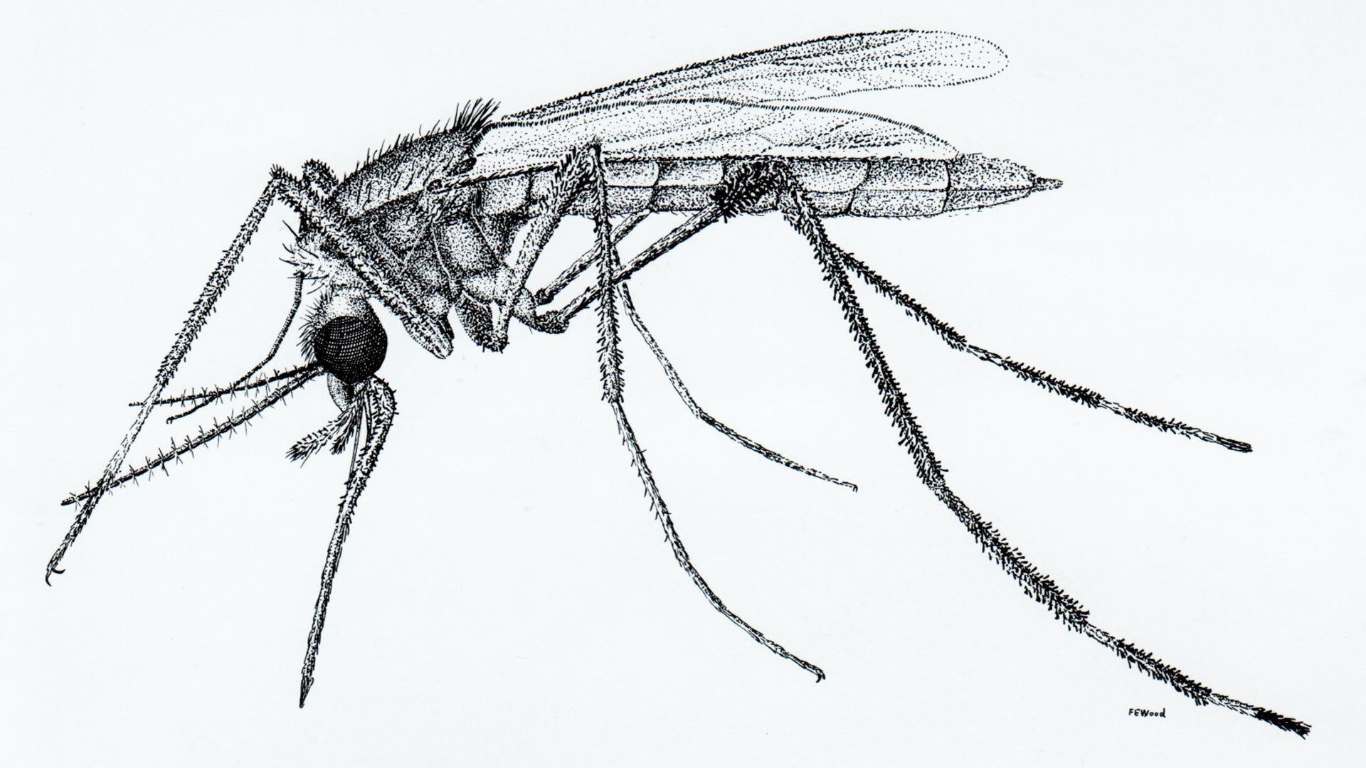 mosquito illustration