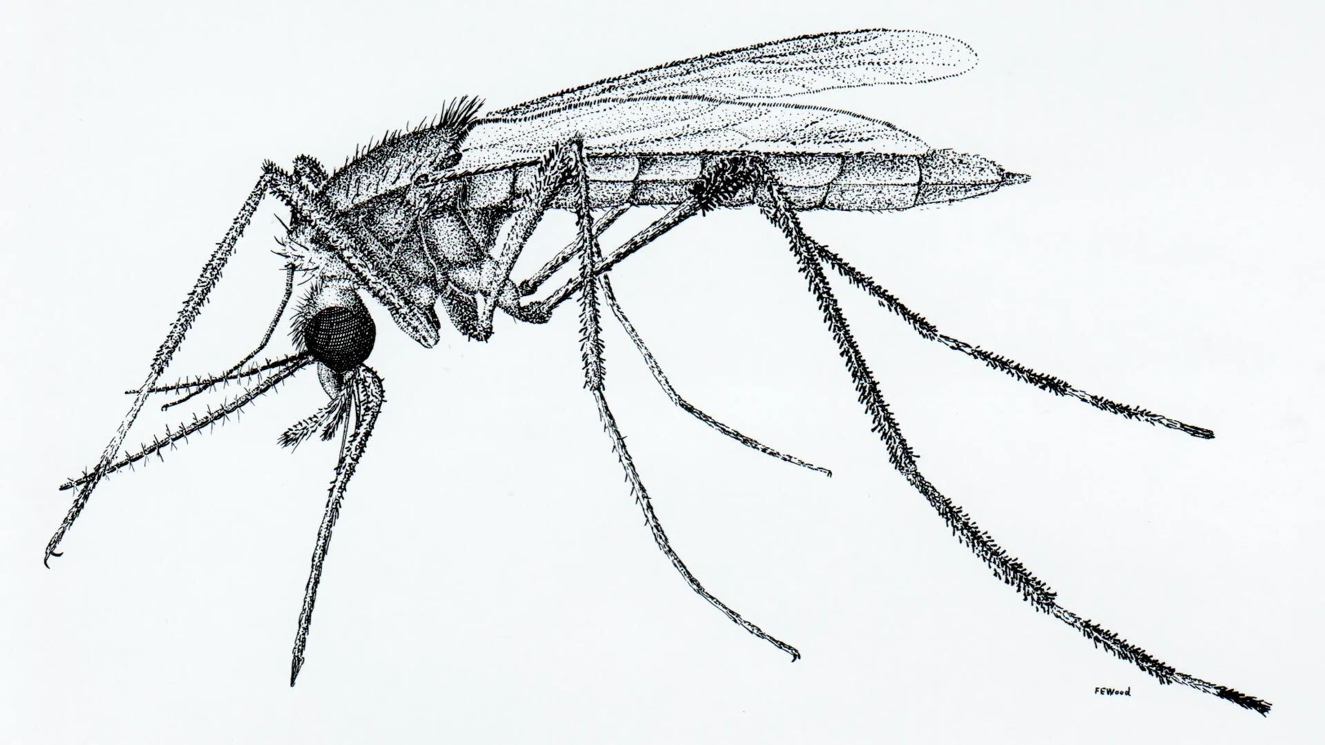 mosquito illustration