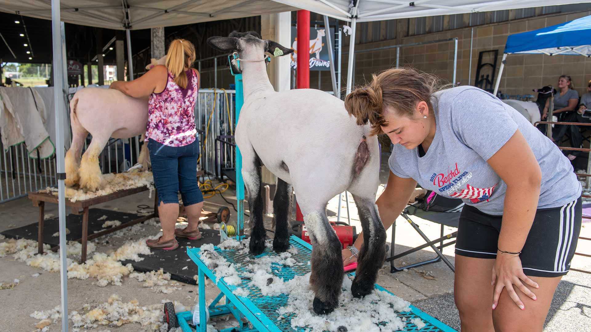 shearing sheep