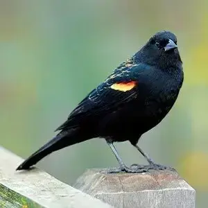 black bird