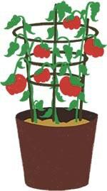 tomato plant