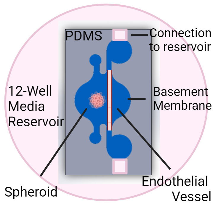 tumor on a chip model showing PDMS, 12-well media reservoir, spheroid, connection to reservoir, basement membrane, endothelial vessel