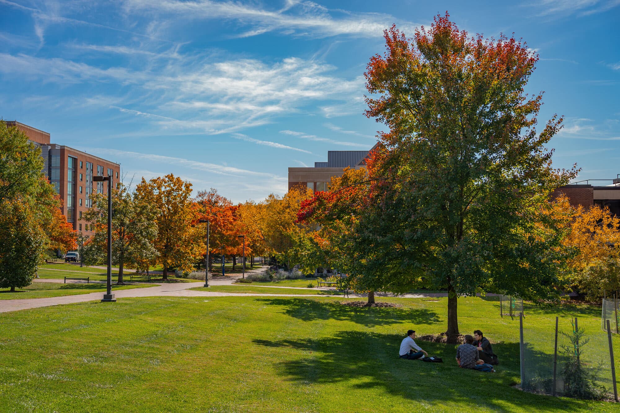 students sitting under a tree with green grass and buildings in the background