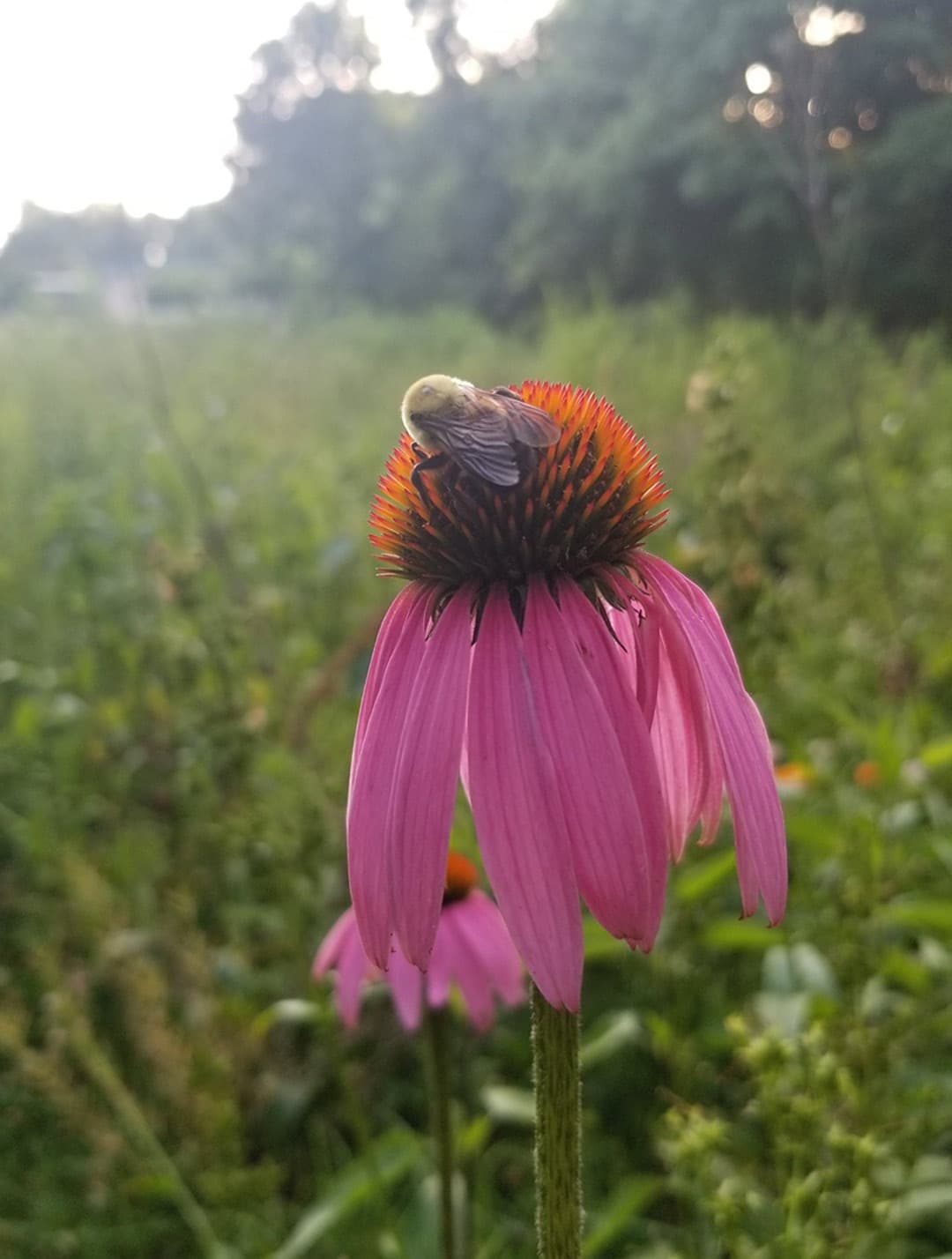 bee sits on a pink flower