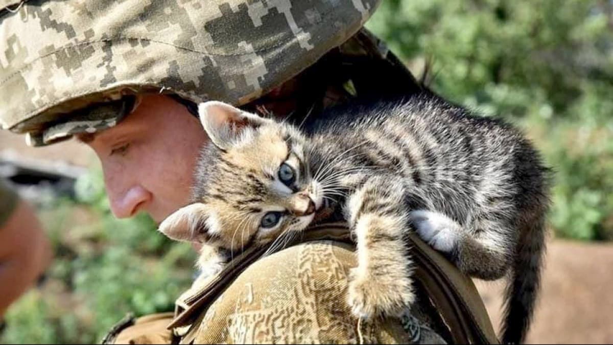 kitten on a soldier's shoulder
