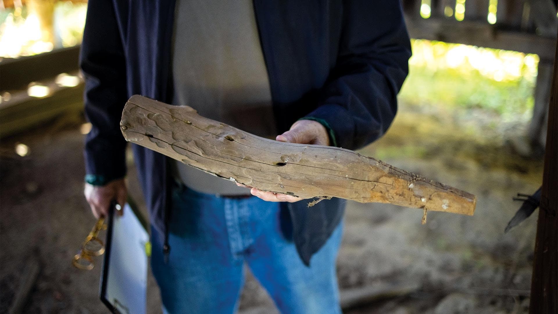 man holds log from tobacco barn
