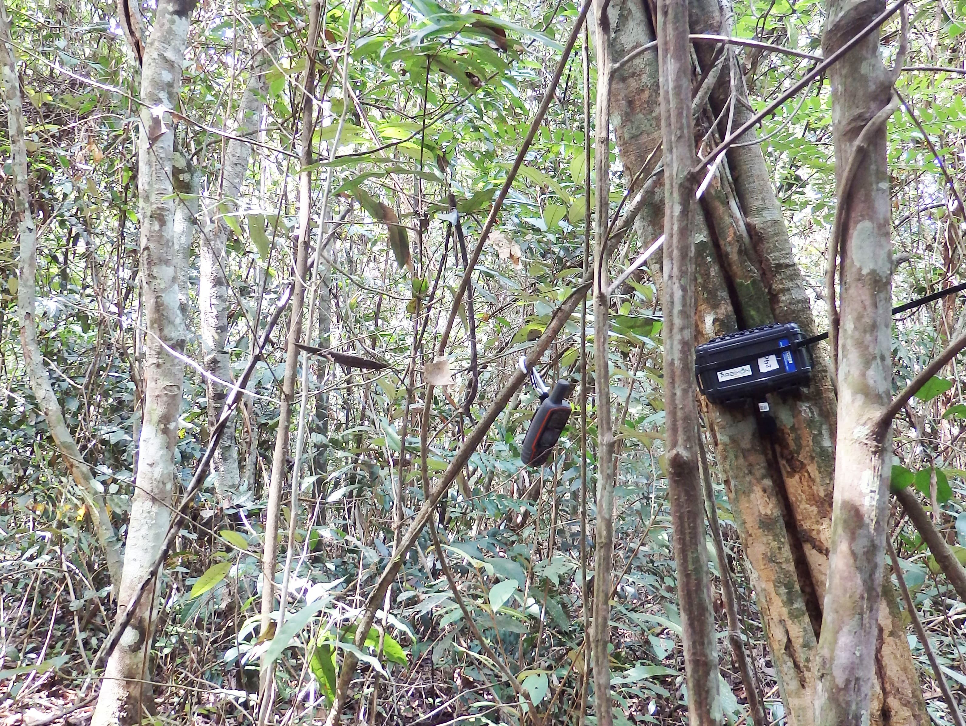 recording device in tree