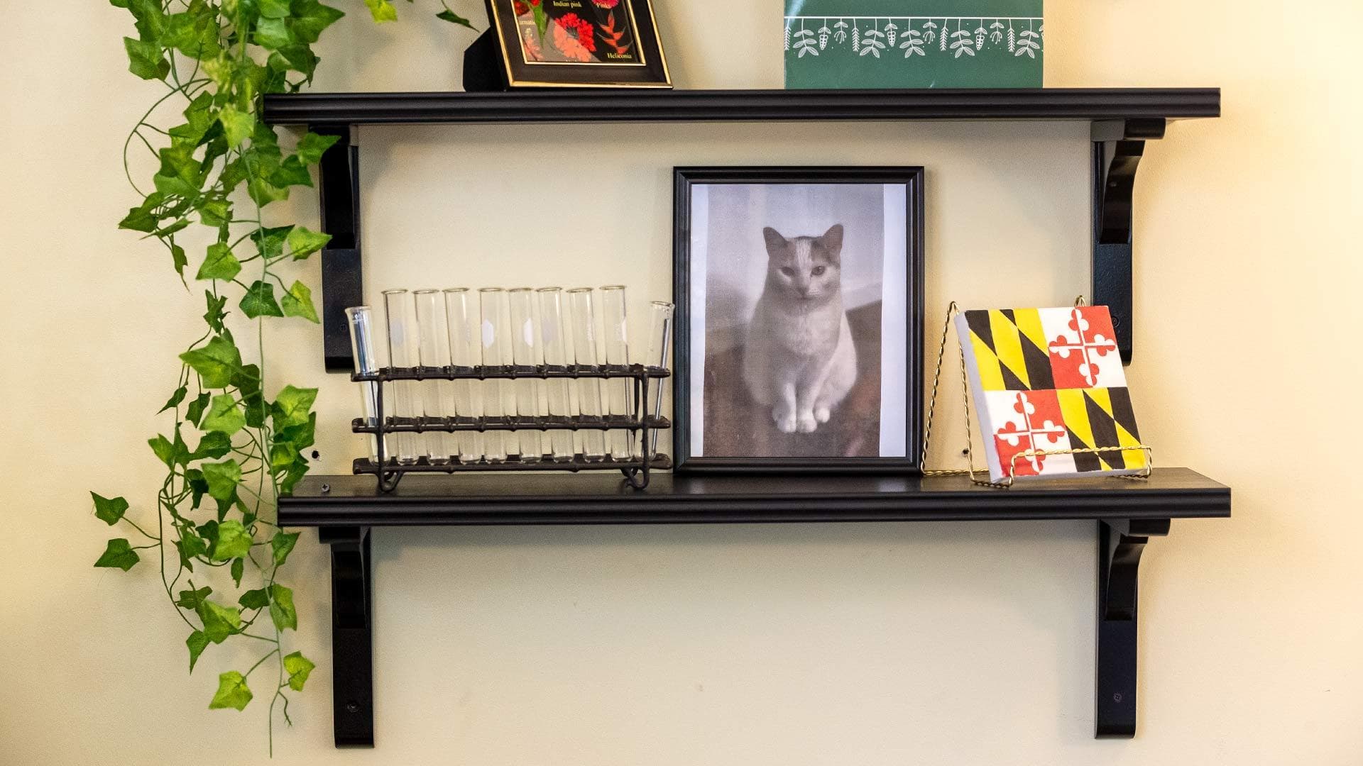 shelf with test tubes and framed photo of cat