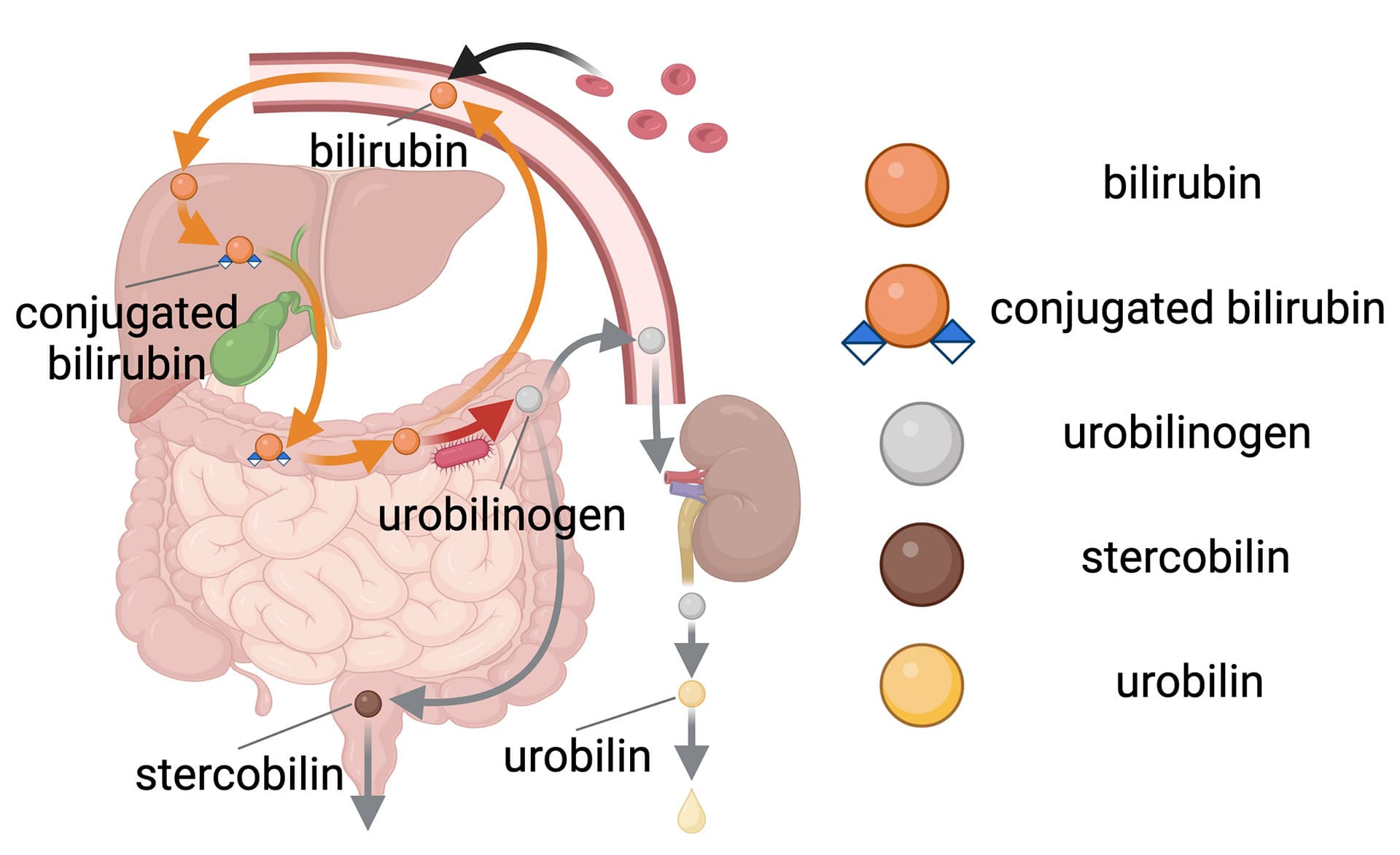 diagram showing bilirubin, conjugated bilirubin, urobilinogen, stercobilin, urobilin