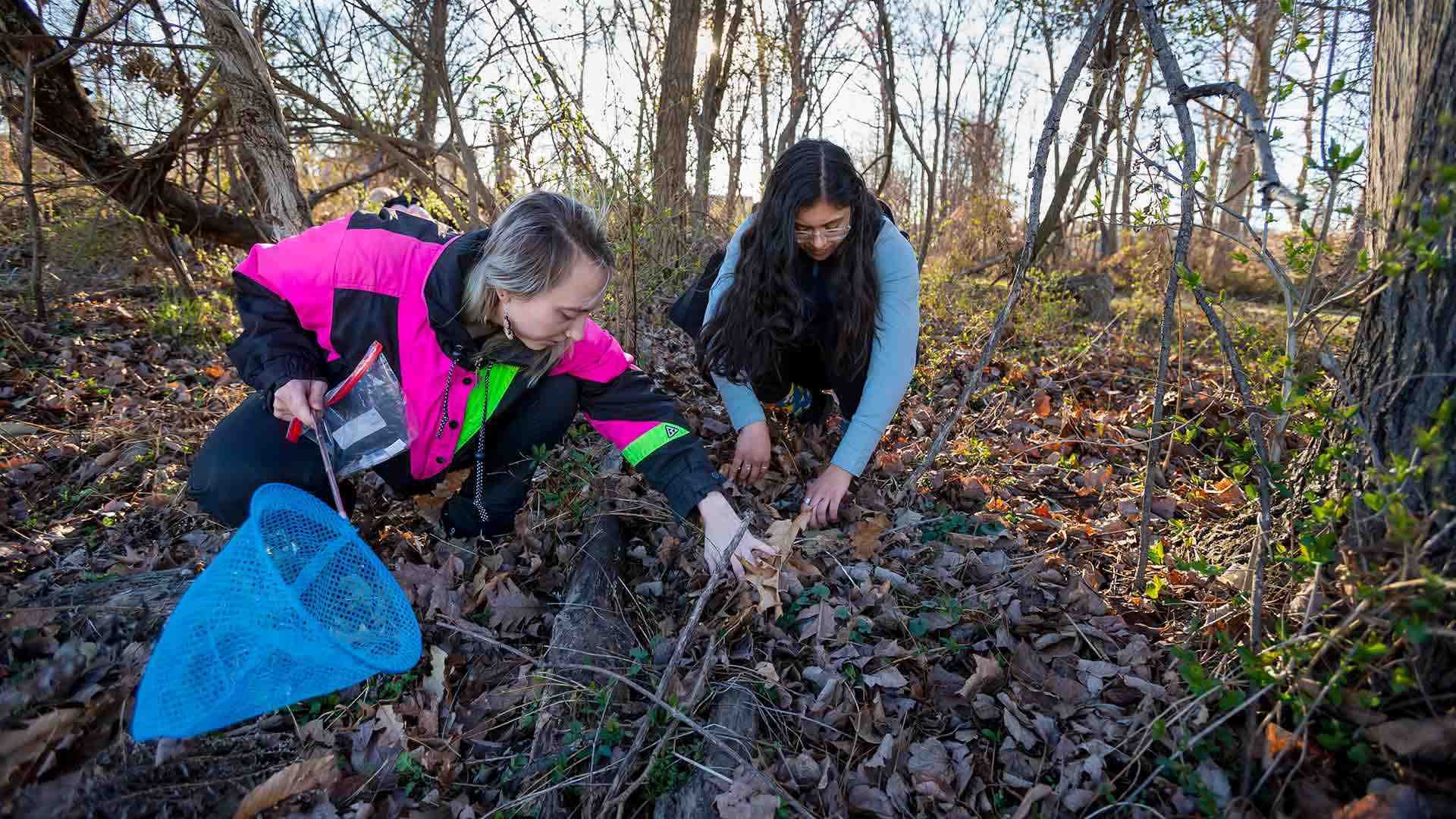 two students search for bugs in the woods, with one holding a blue net