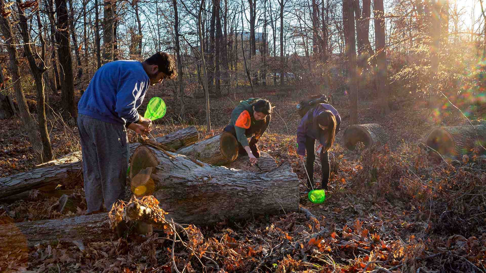 three students search for bugs in a log with brightly colored nets