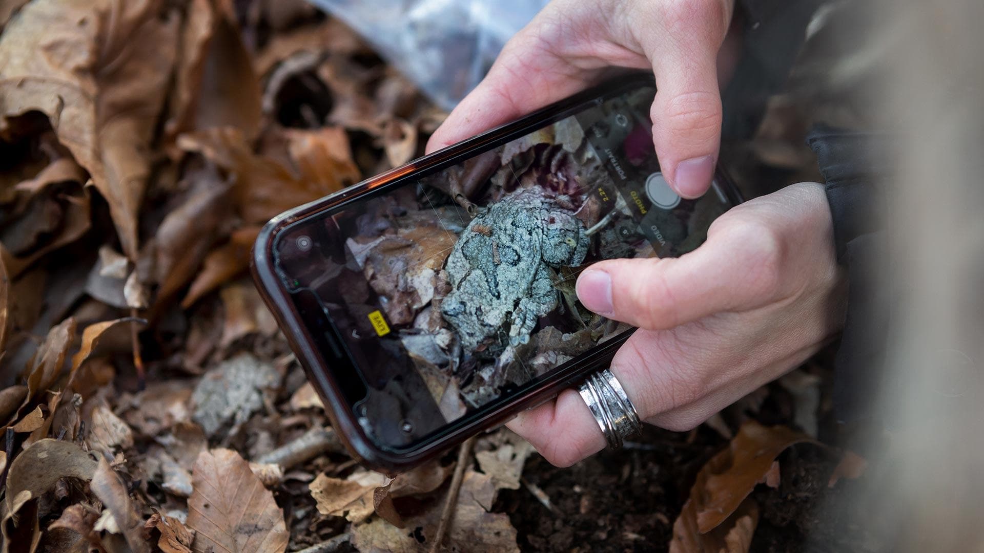 closeup of hands taking photo of a frog with a smartphone