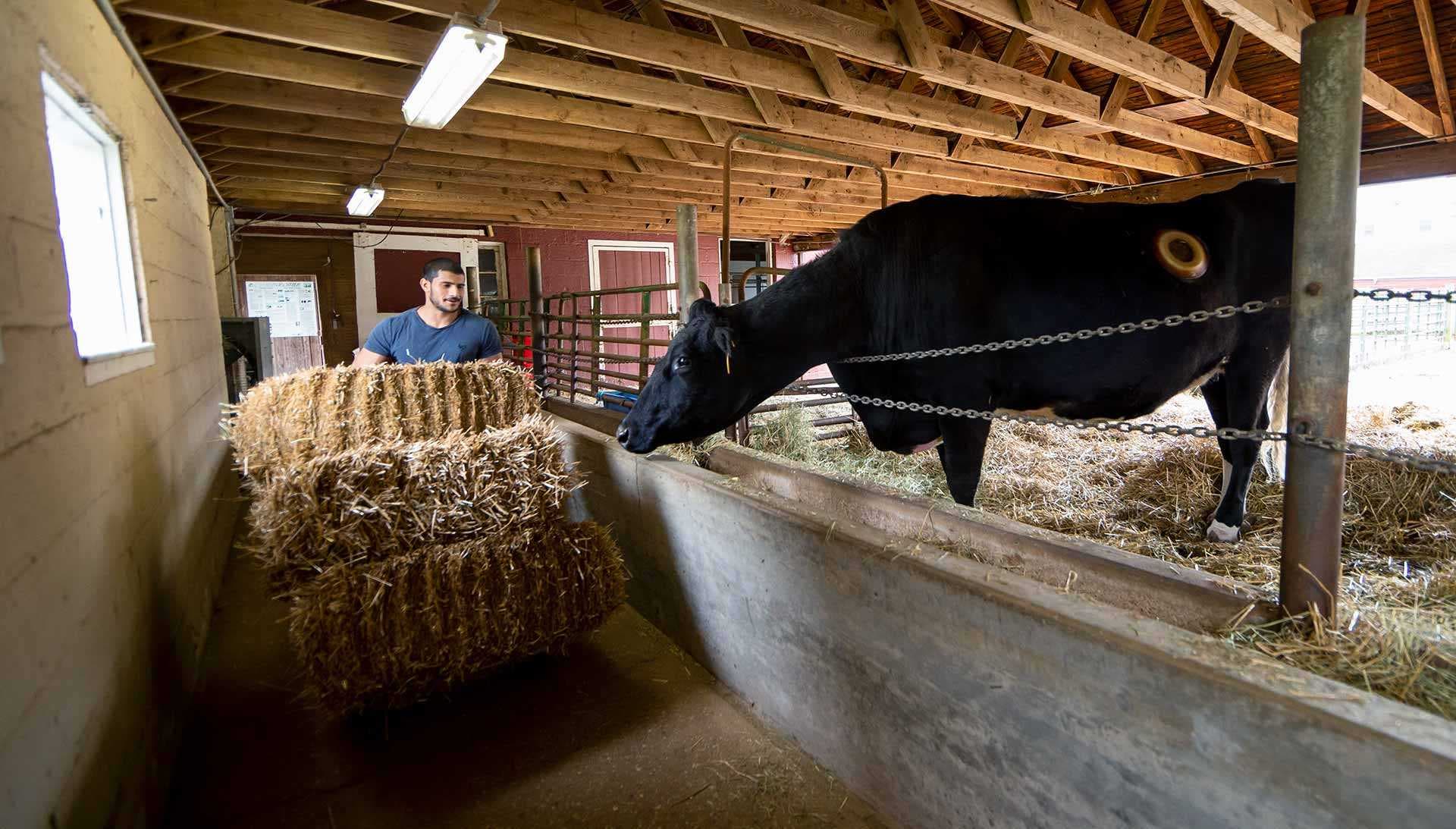 students wheels bales of hay toward cow
