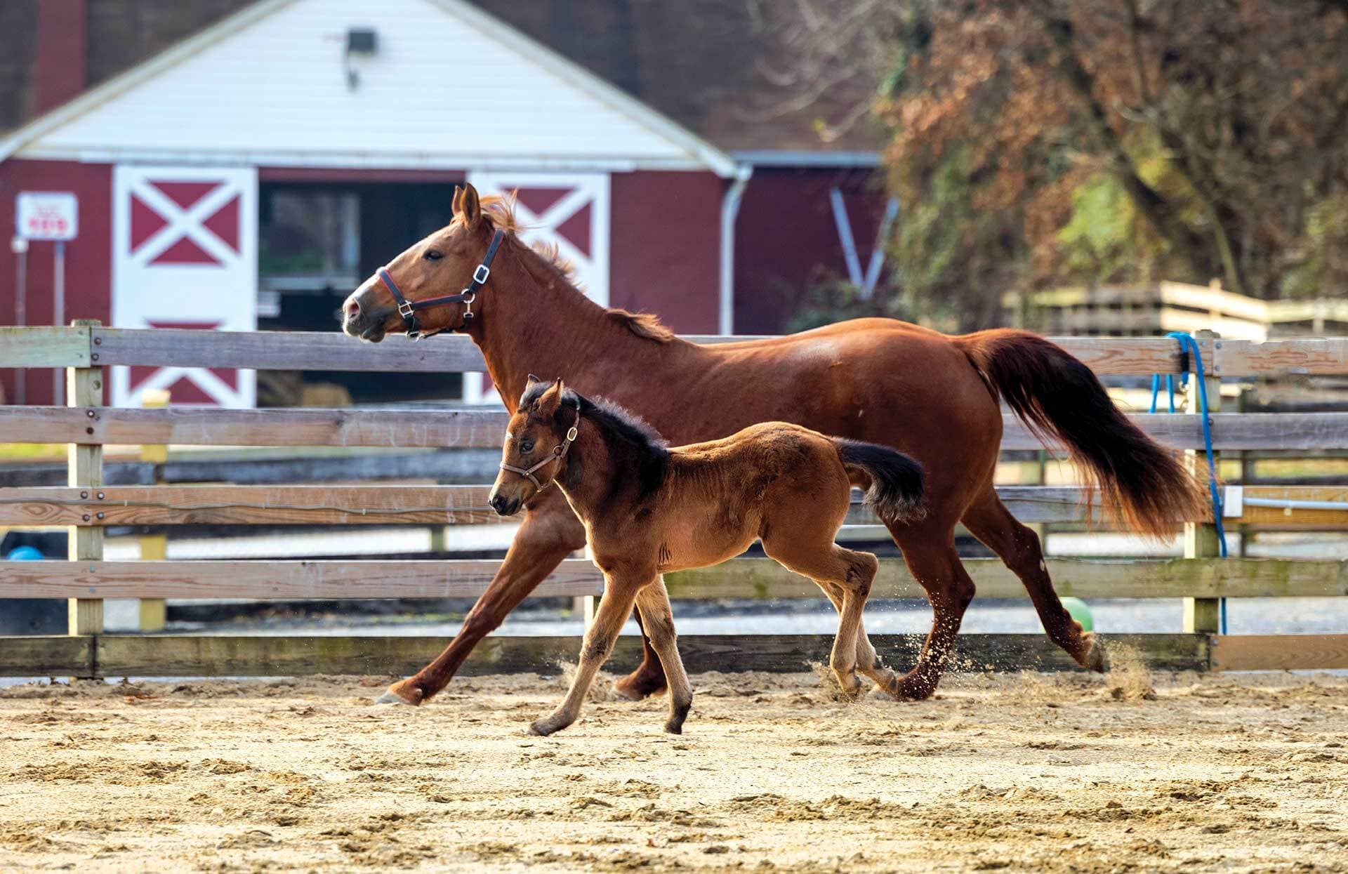 A brown mother horse and foal run in an enclosure
