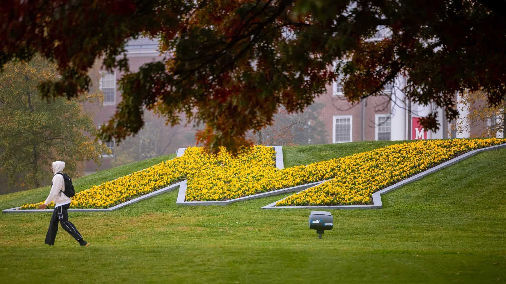 yellow flowers form M on campus