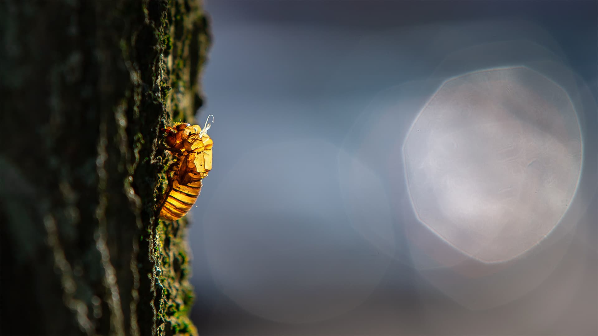 Cicada skin on a tree