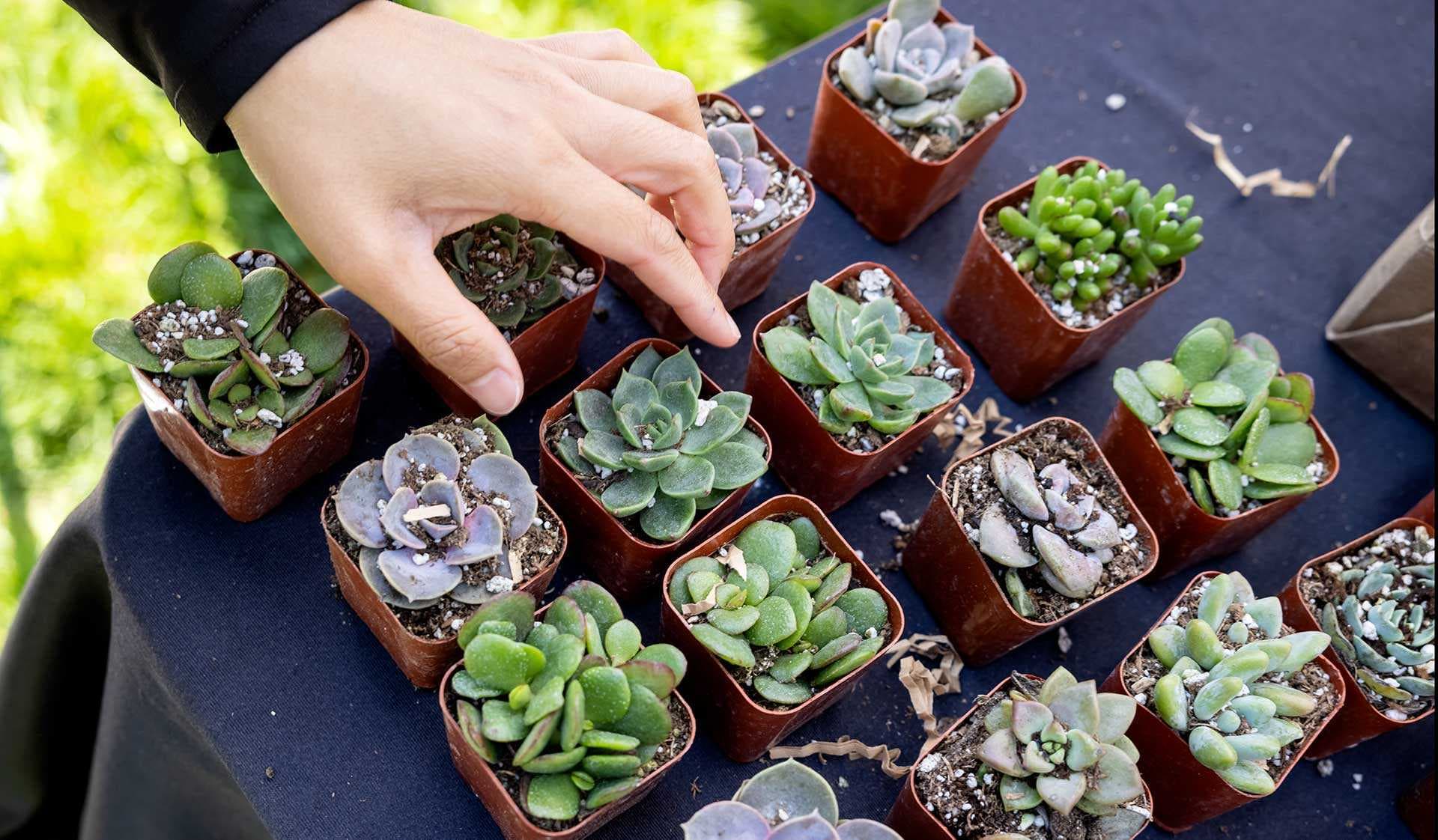 hand selects succulent plant
