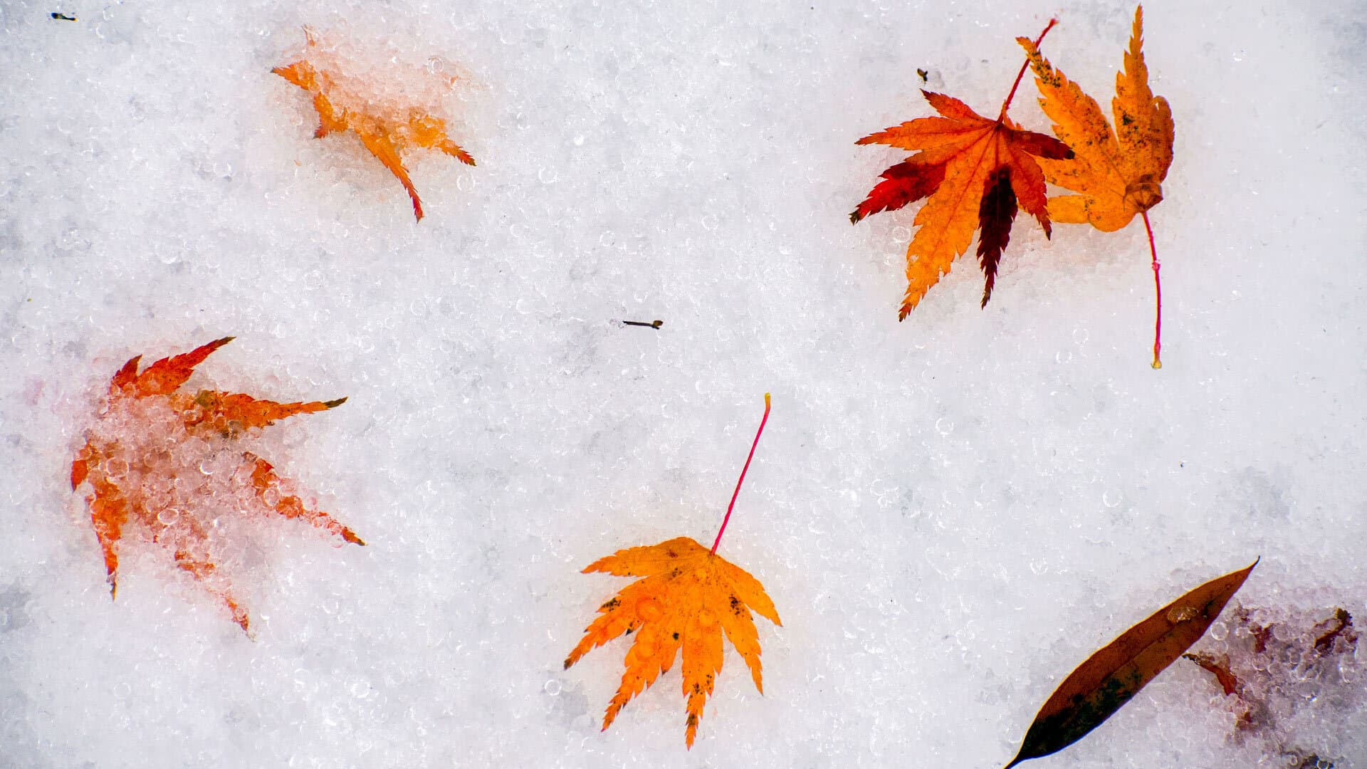 Fall Snow Day LC 11152018 0129 1920x1080
