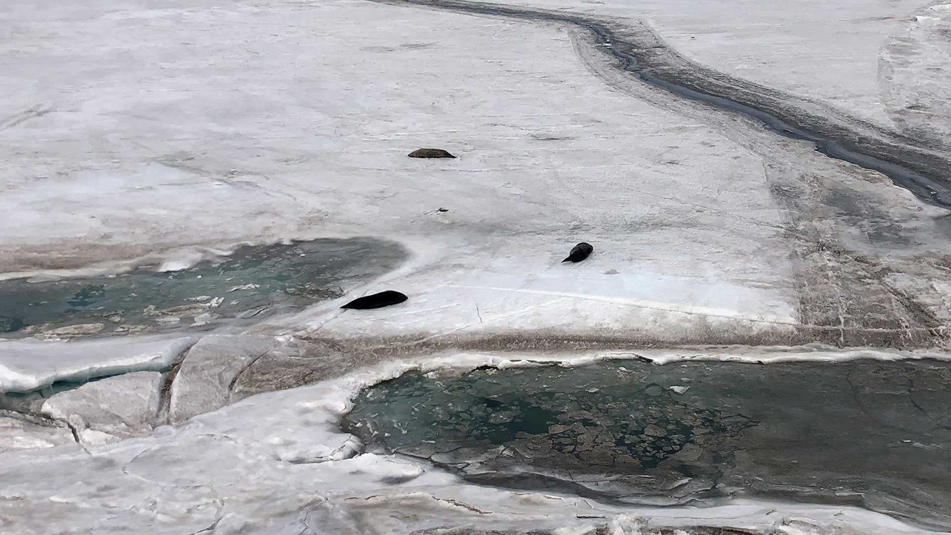 seals on the ice in Antarctica