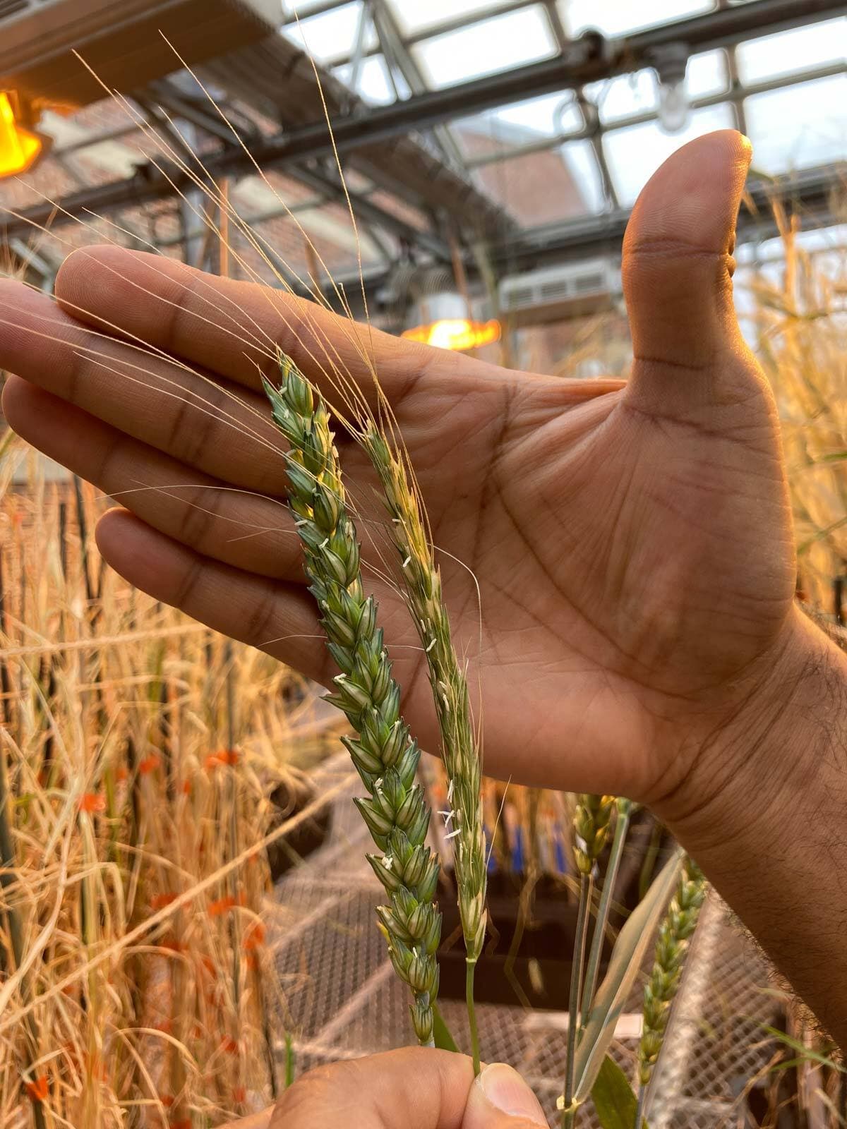 hand holds two wheat stalks