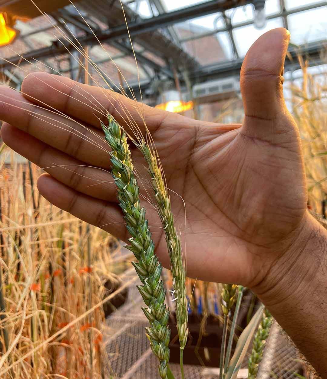 Hand showing one larger and one smaller stalk of wheat