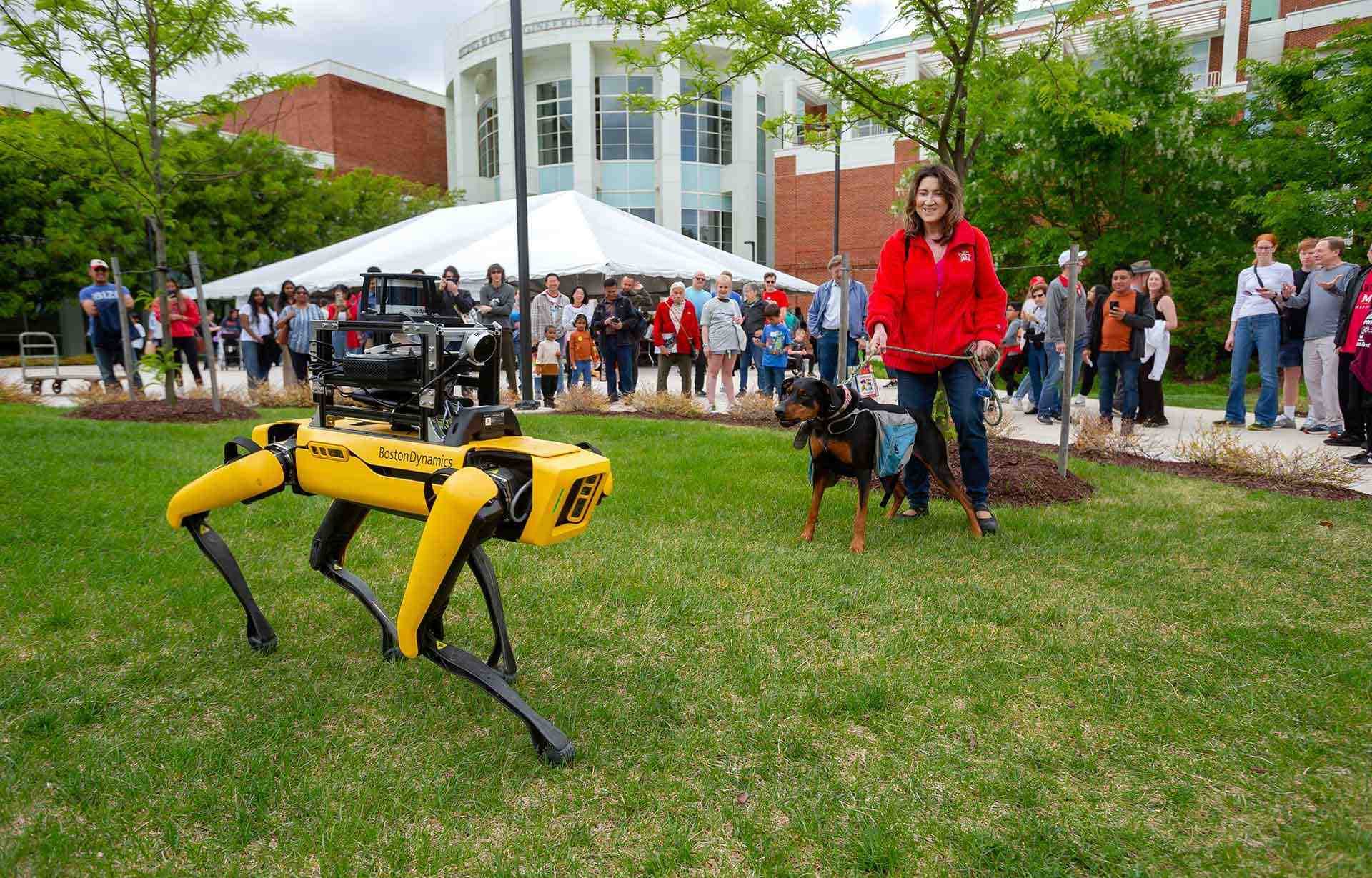 real dog looks at yellow robot dog