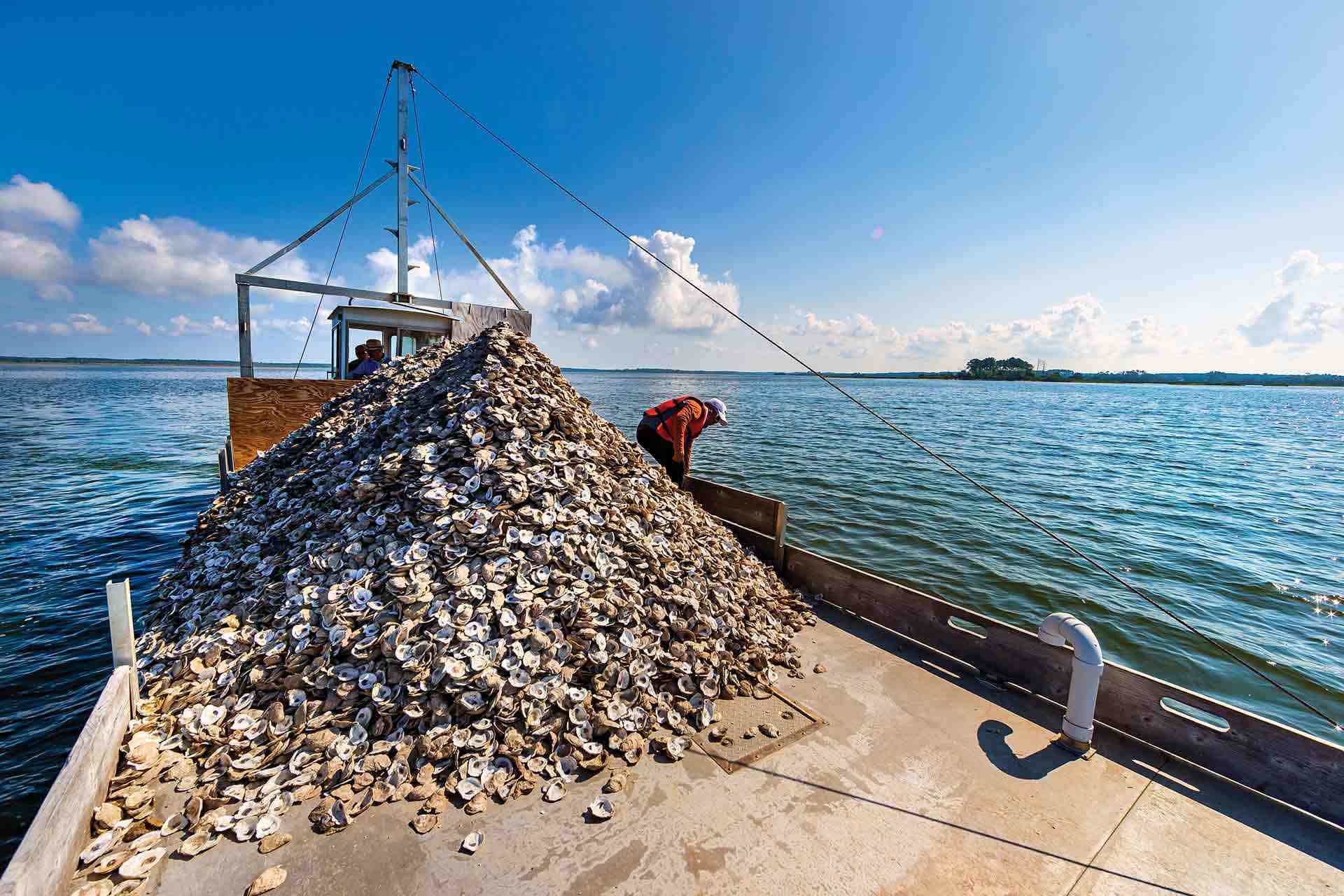 pile of oyster shells on a boat