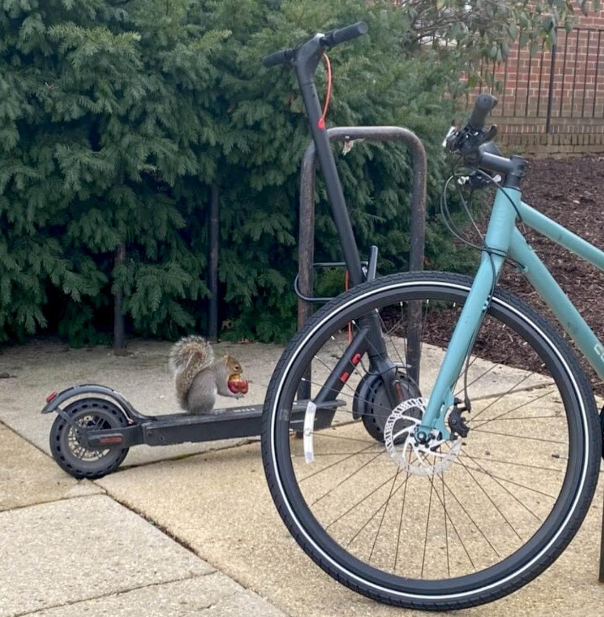 squirrel on a scooter