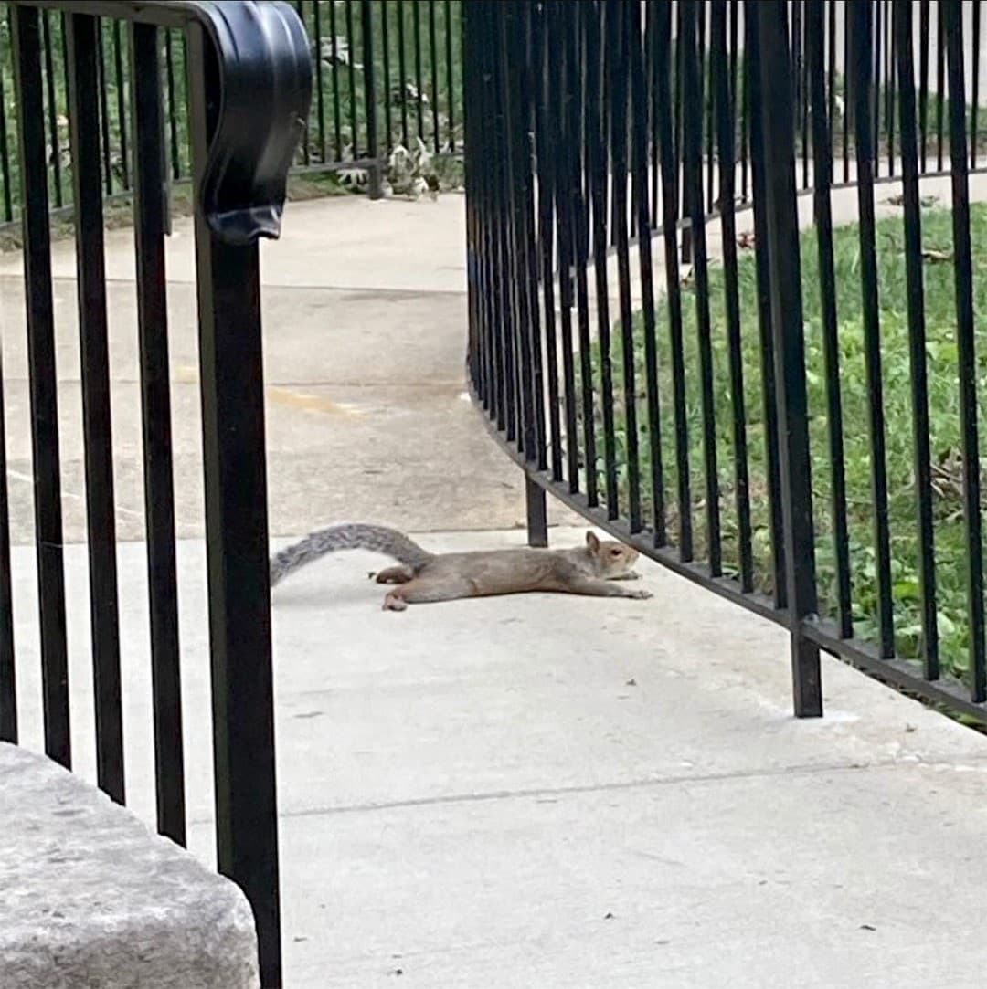 squirrel lying flat on sidewalk