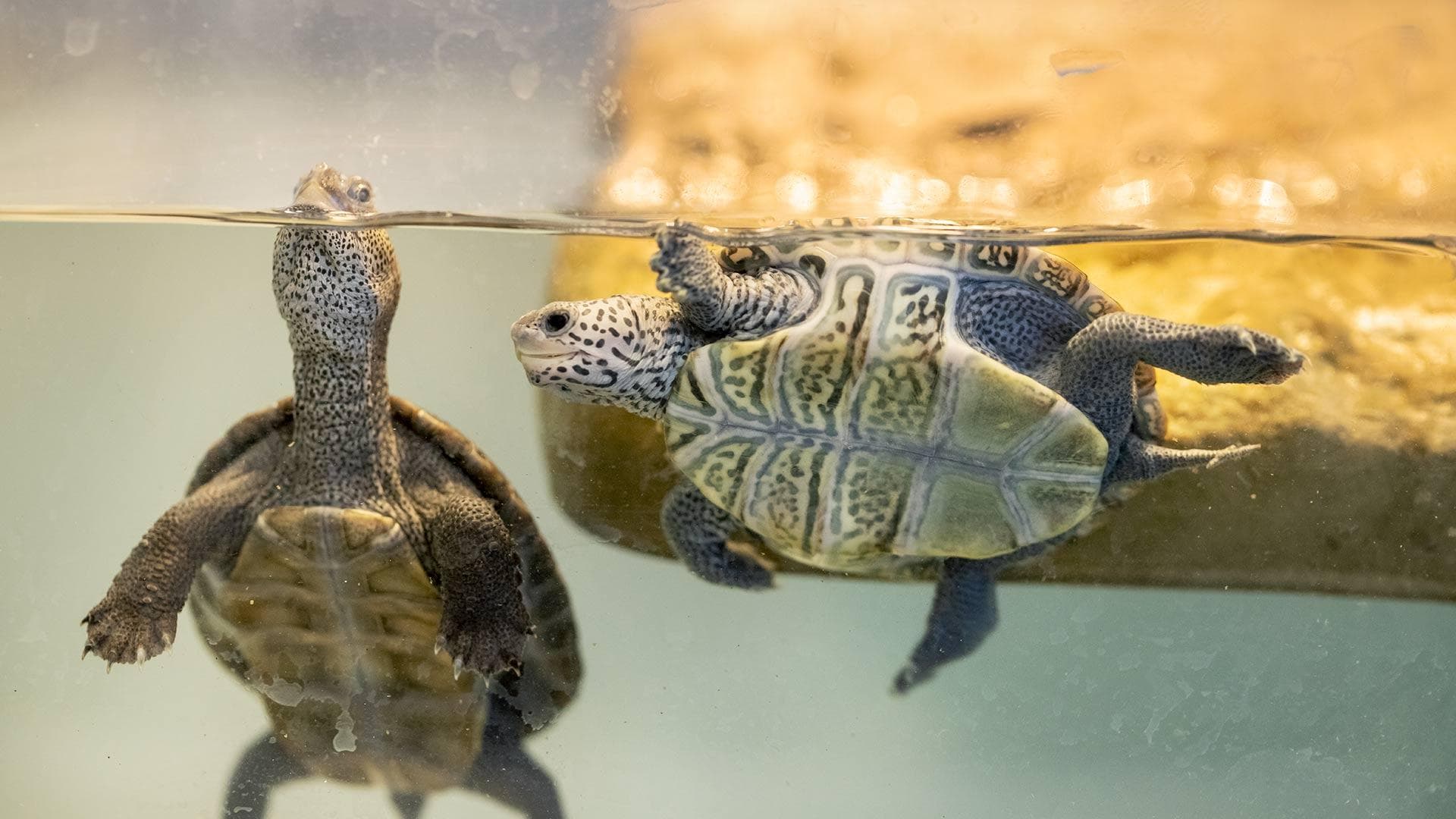 two baby terrapins