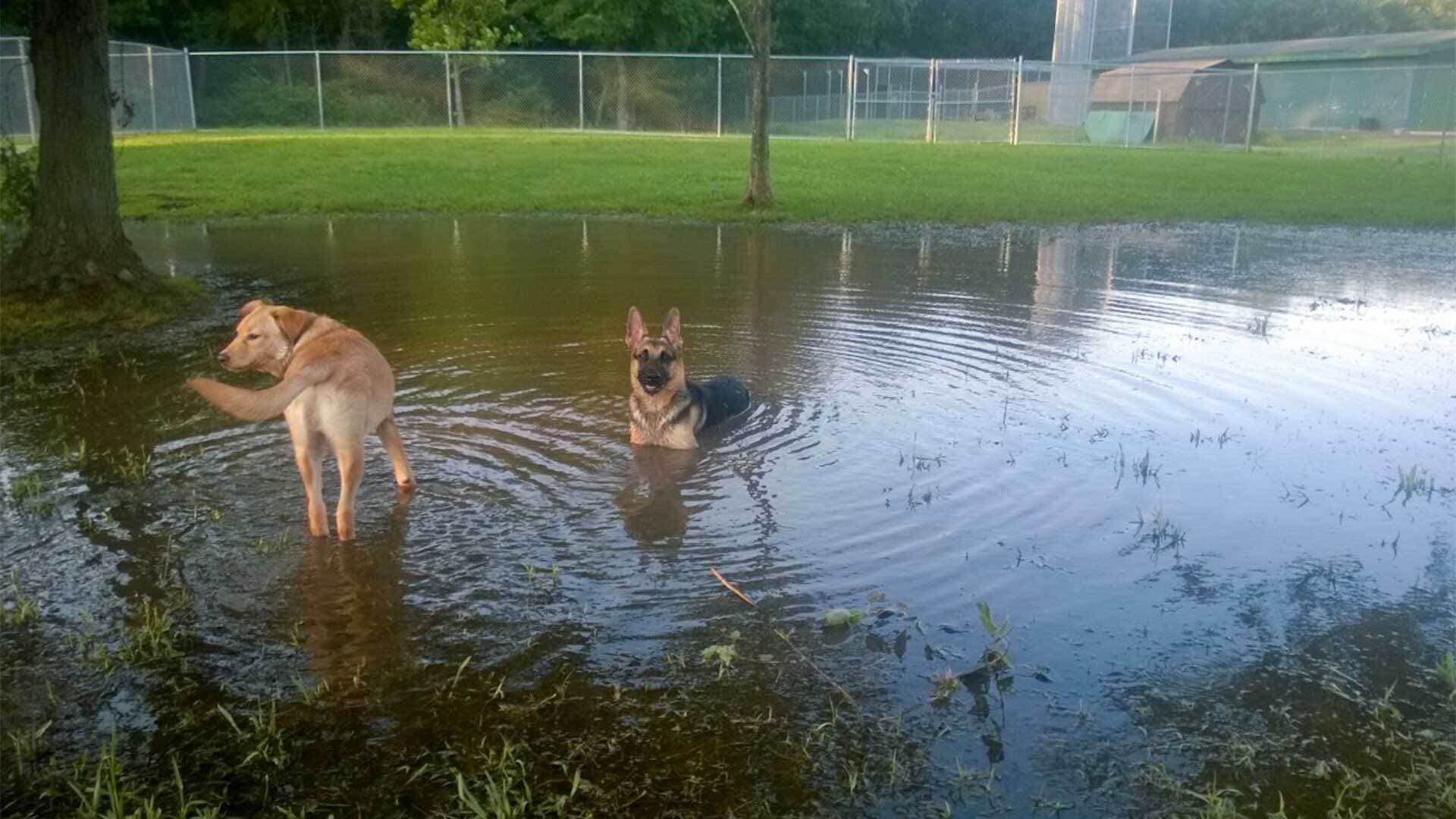 Dogs wade in water