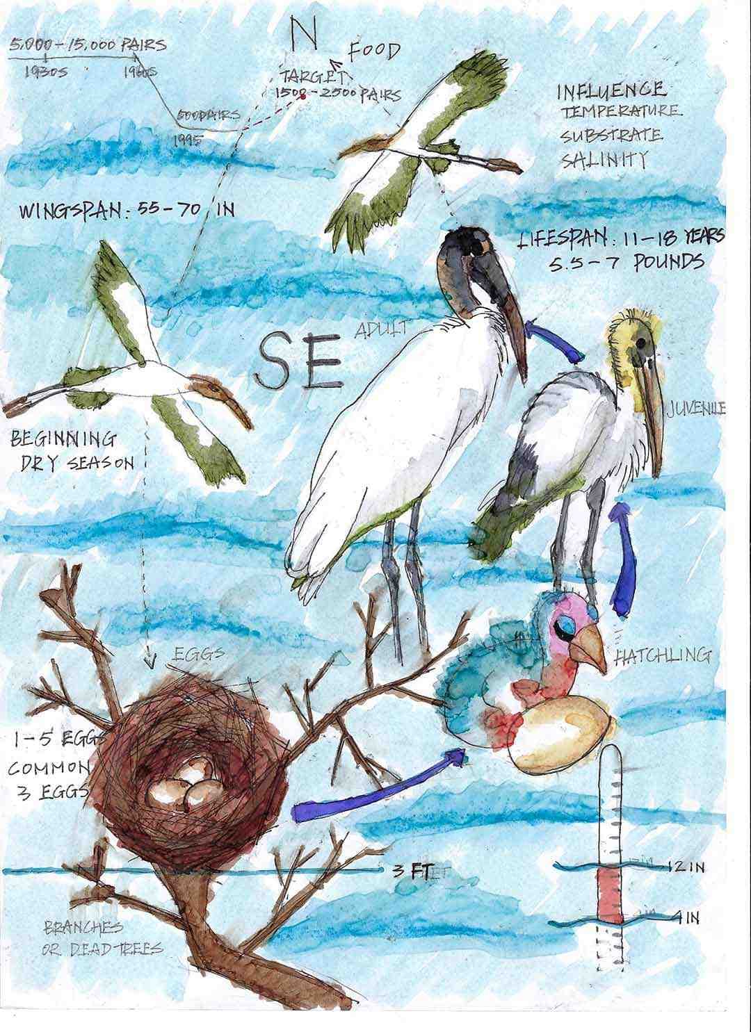 sketches of storks and nests