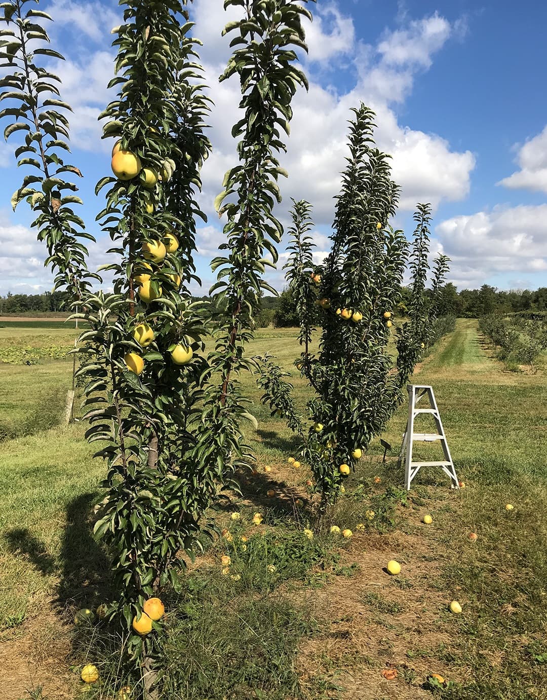 yellow apples on tree