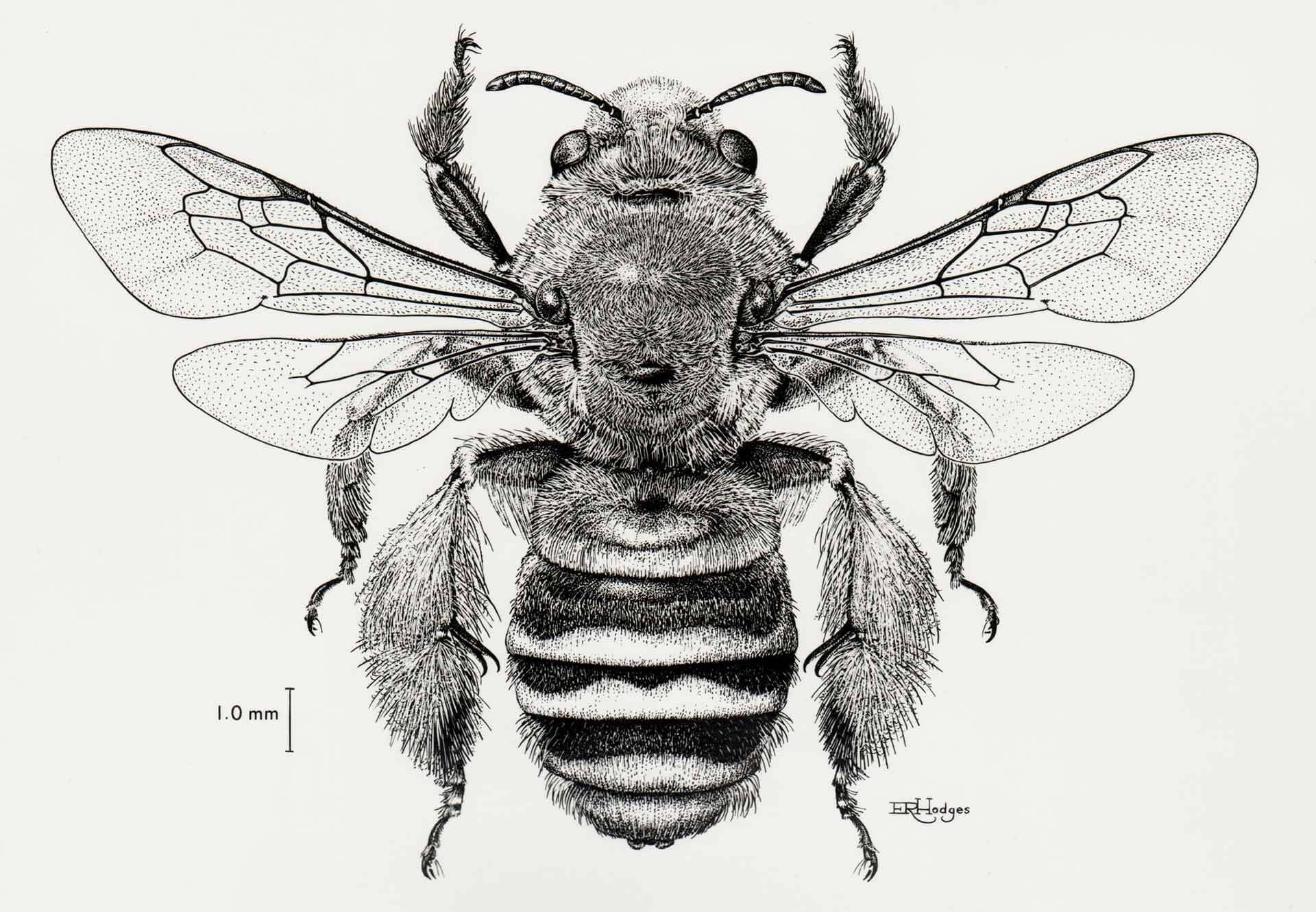 cactus bee illustration