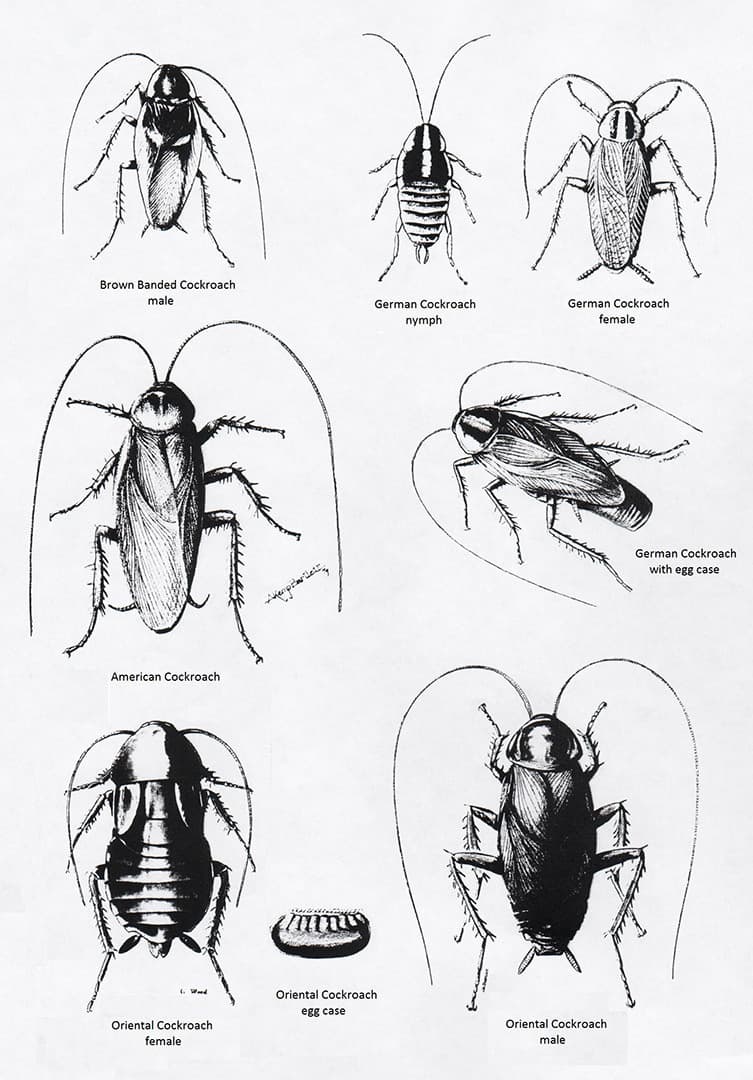 four species of cockroach illustration