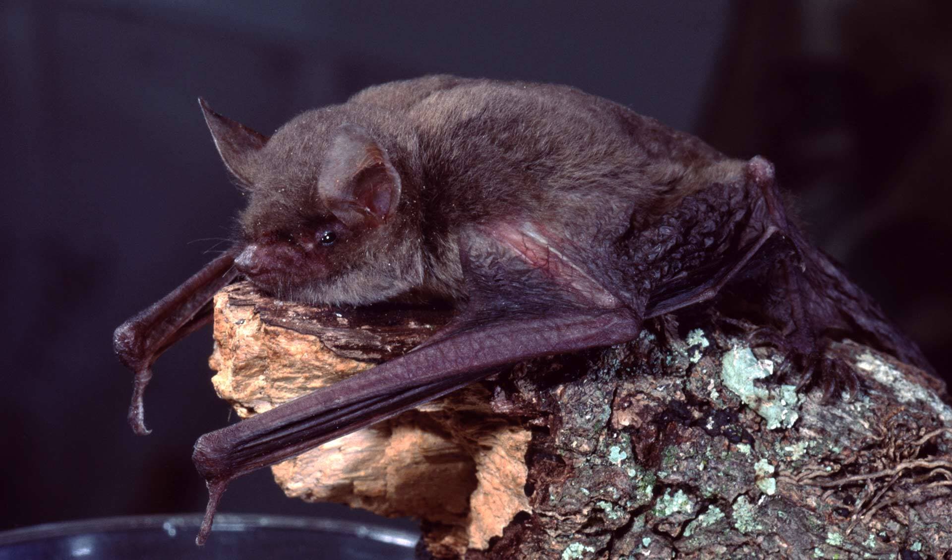 A little brown bat rests on a branch